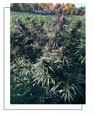 hemp-plant-solkana budding hemp plant SolKana